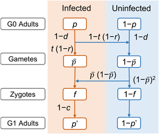 Esquema del ciclo de transmisión de un virus sigma entre generaciones de moscas, basado en el estudio.