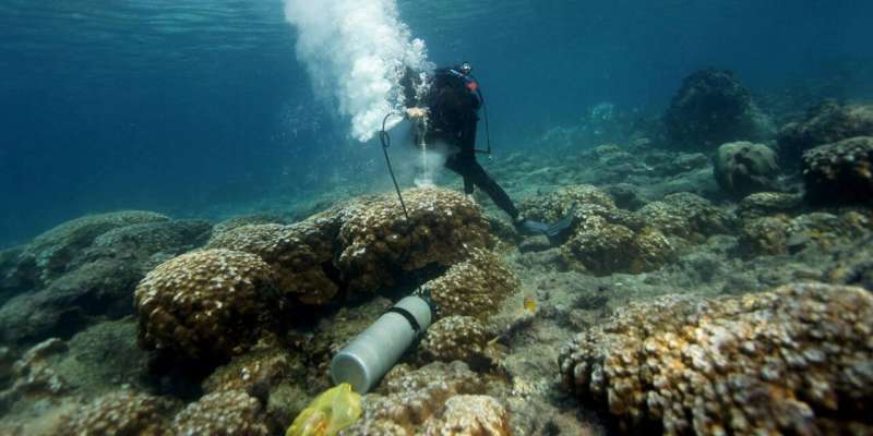 Una científica extrae una muestra cilíndrica de coral durante trabajo de campo en las islas Galápagos.