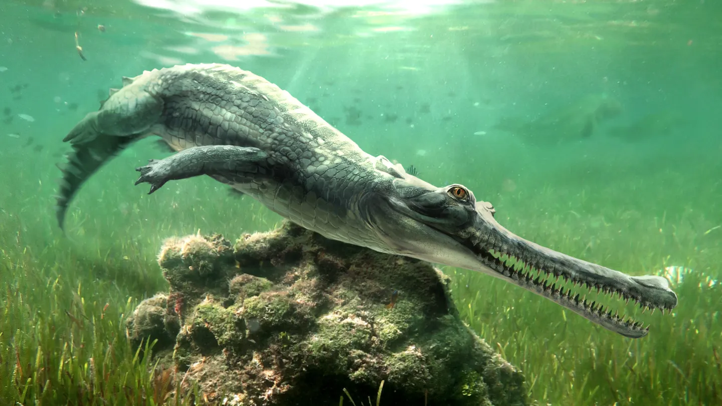 Ilustración de un cocodriliano extinto de hocico largo nadando sobre una roca cubierta de musgo en agua verdosa.