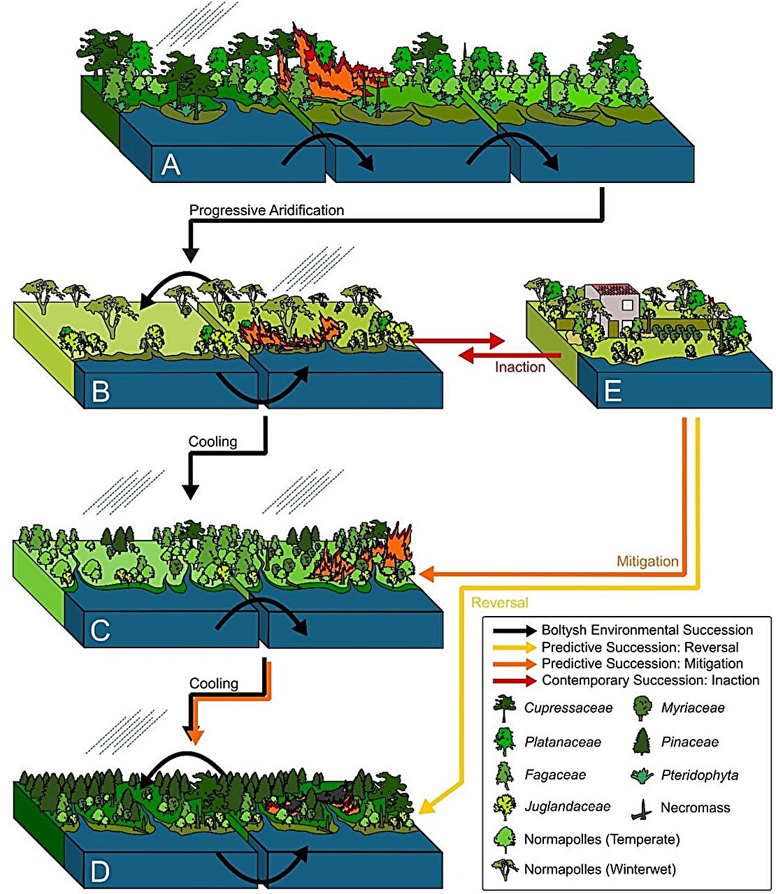 Diagrama de cambios en la vegetación, aridificación e incendios a lo largo de distintas fases climáticas
