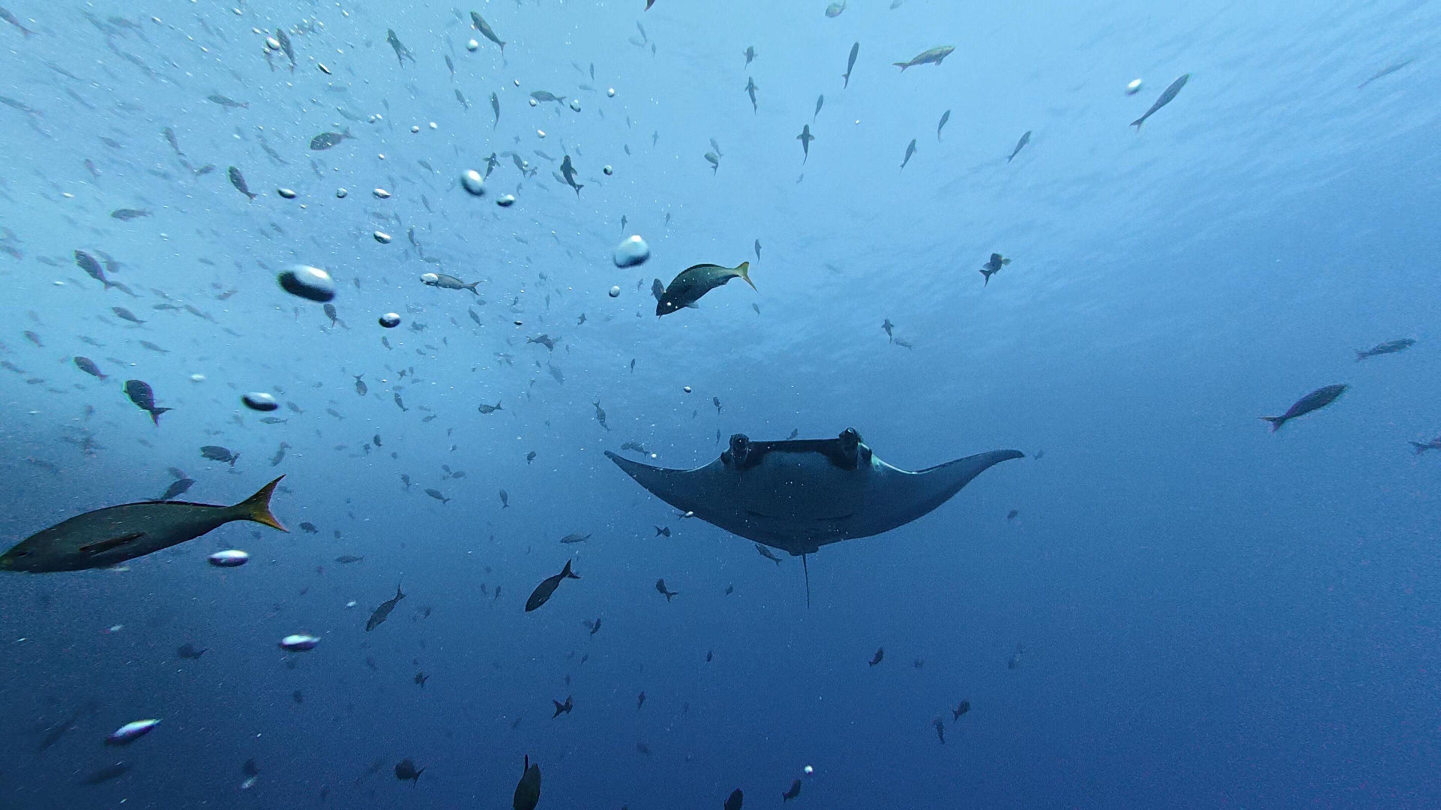 Mantarraya gigante nadando entre peces bajo el agua.