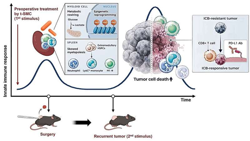 Ilustración científica de la nanoplataforma t-SMC y su acción sobre células inmunitarias del bazo.