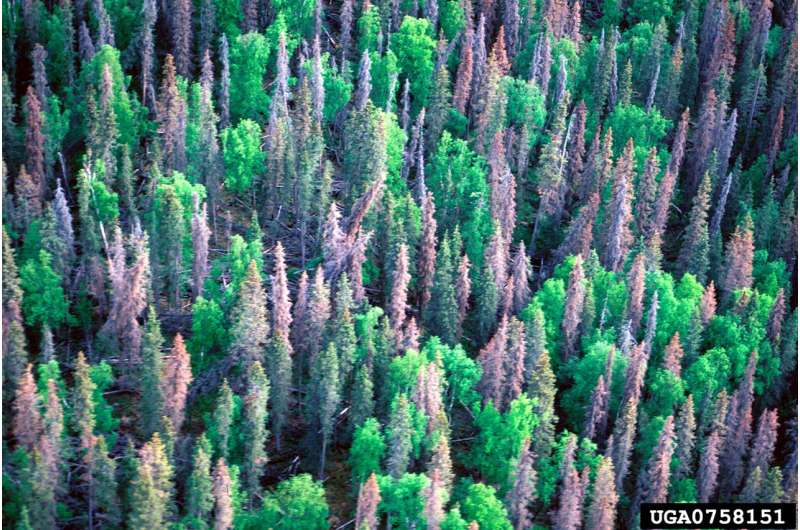 Bosque con mortandad extendida de árboles asociada a un brote de escarabajos descortezadores.