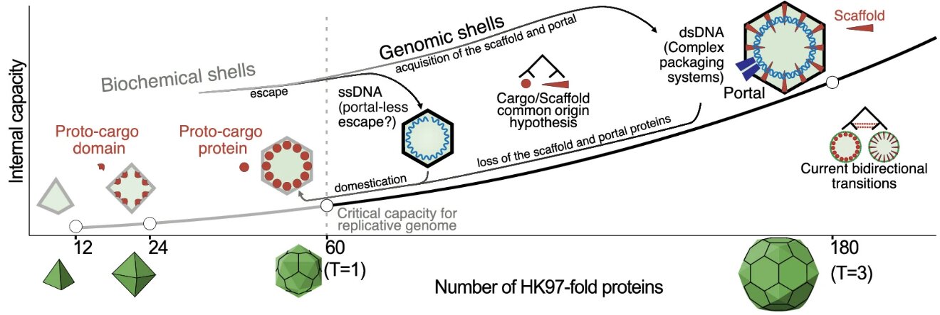 Modelo del estudio sobre la evolución de compartimentos formados por proteínas HK97