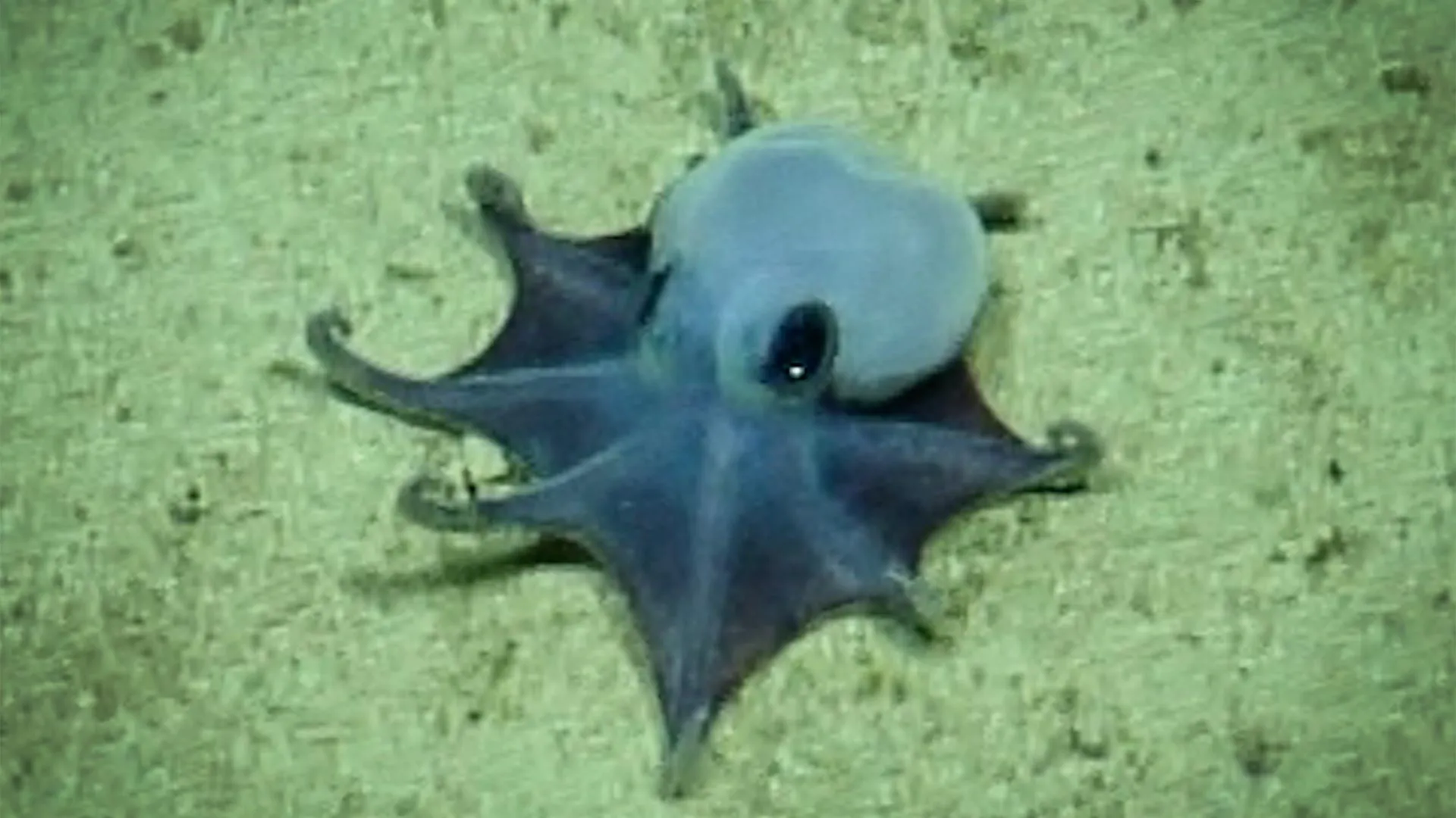 Ilustración editorial original con el título “Describen un pequeño pulpo azul hallado a casi 1.800 metros de profundidad en Galápagos” y una composición abstracta asociada a Biología.