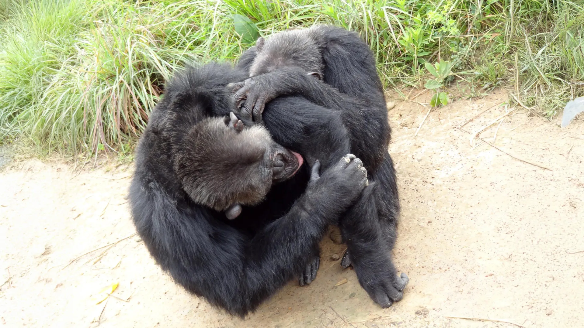 Chimpancés en interacción social mientras se acicalan dentro de un grupo