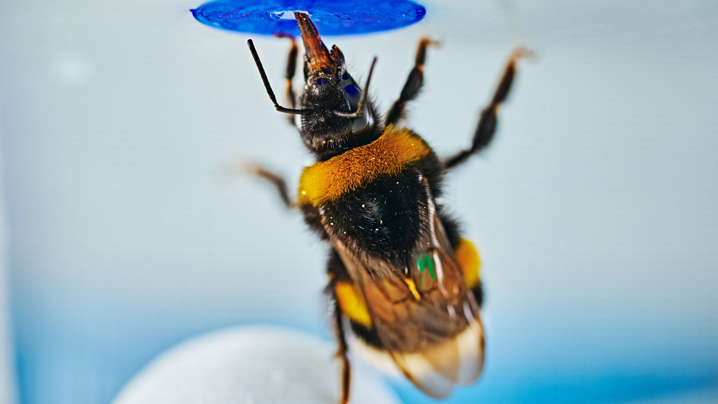 Abejorro posado sobre una pelota blanca bajo una flor artificial azul durante un experimento de comportamiento