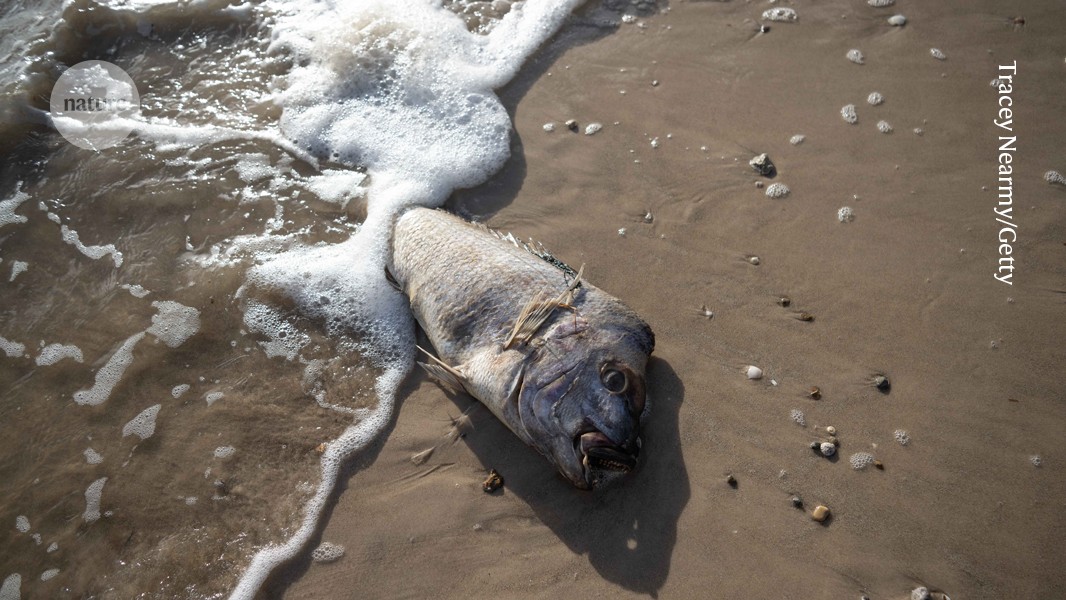 Pez muerto en la costa del sur de Australia durante la mortandad marina asociada a una floración algal tóxica.
