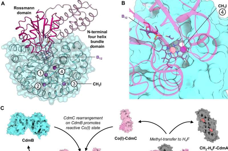 Imagen asociada a un estudio sobre bacterias anaerobias que transforman clorometano