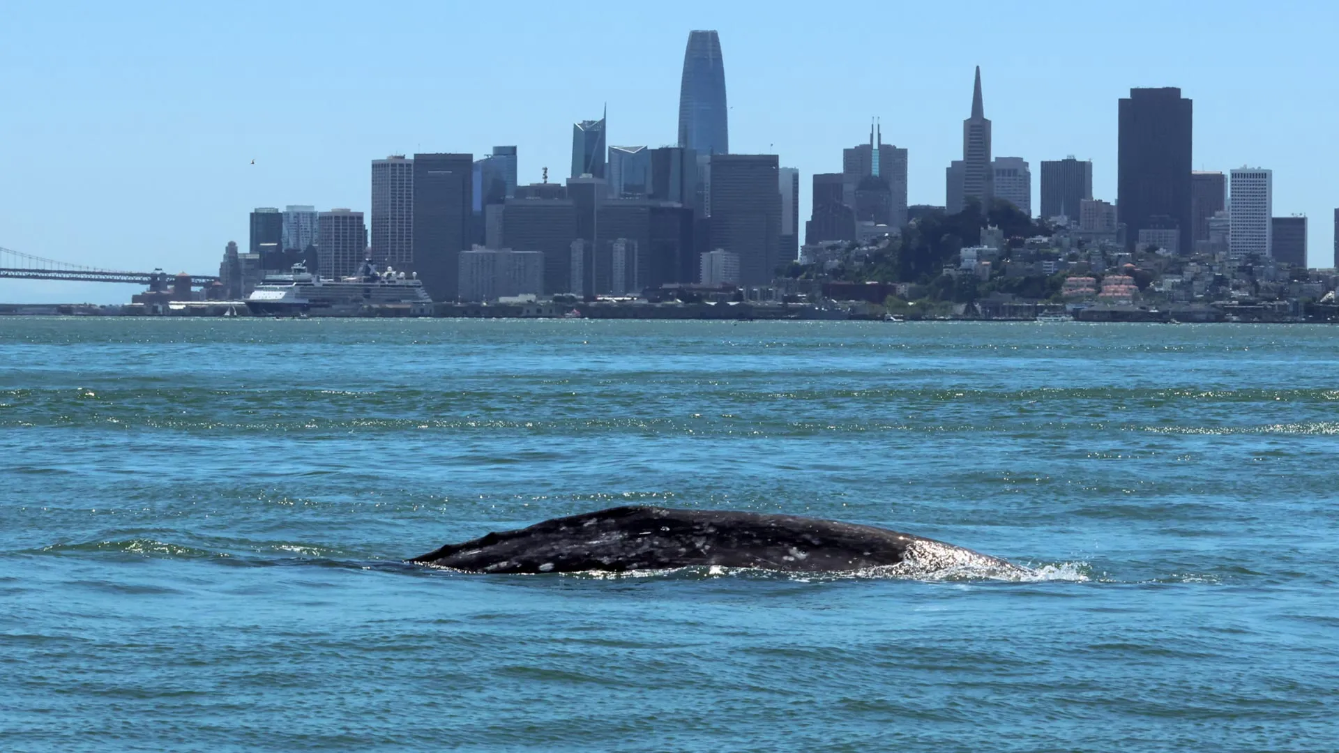 Ilustración editorial original con el título "Más ballenas grises están entrando en la bahía de San Francisco y muchas no sobreviven" y una composición abstracta asociada a Clima Y Ambiente.
