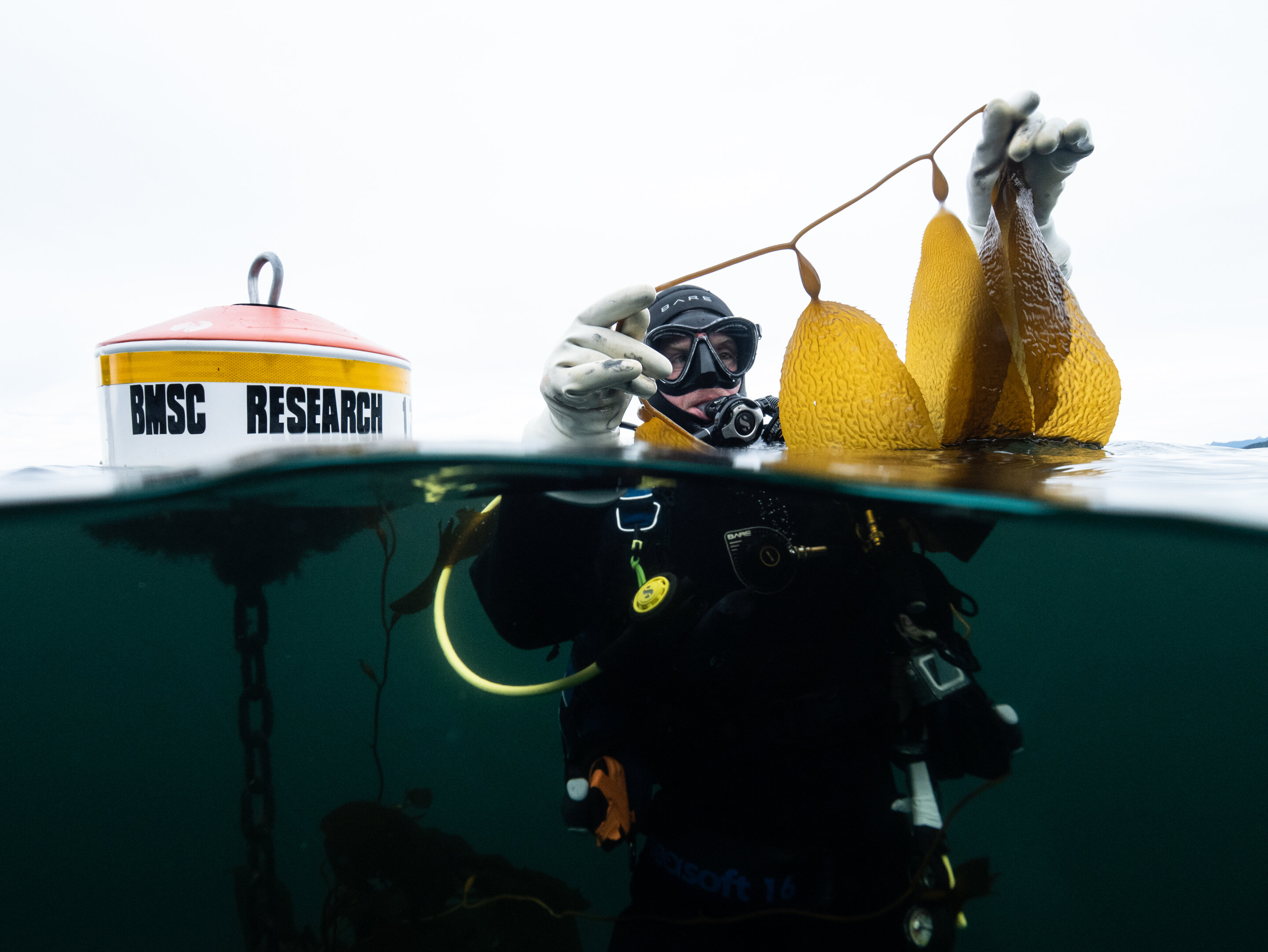 Investigador examina un fragmento de kelp durante un relevamiento de campo en aguas costeras