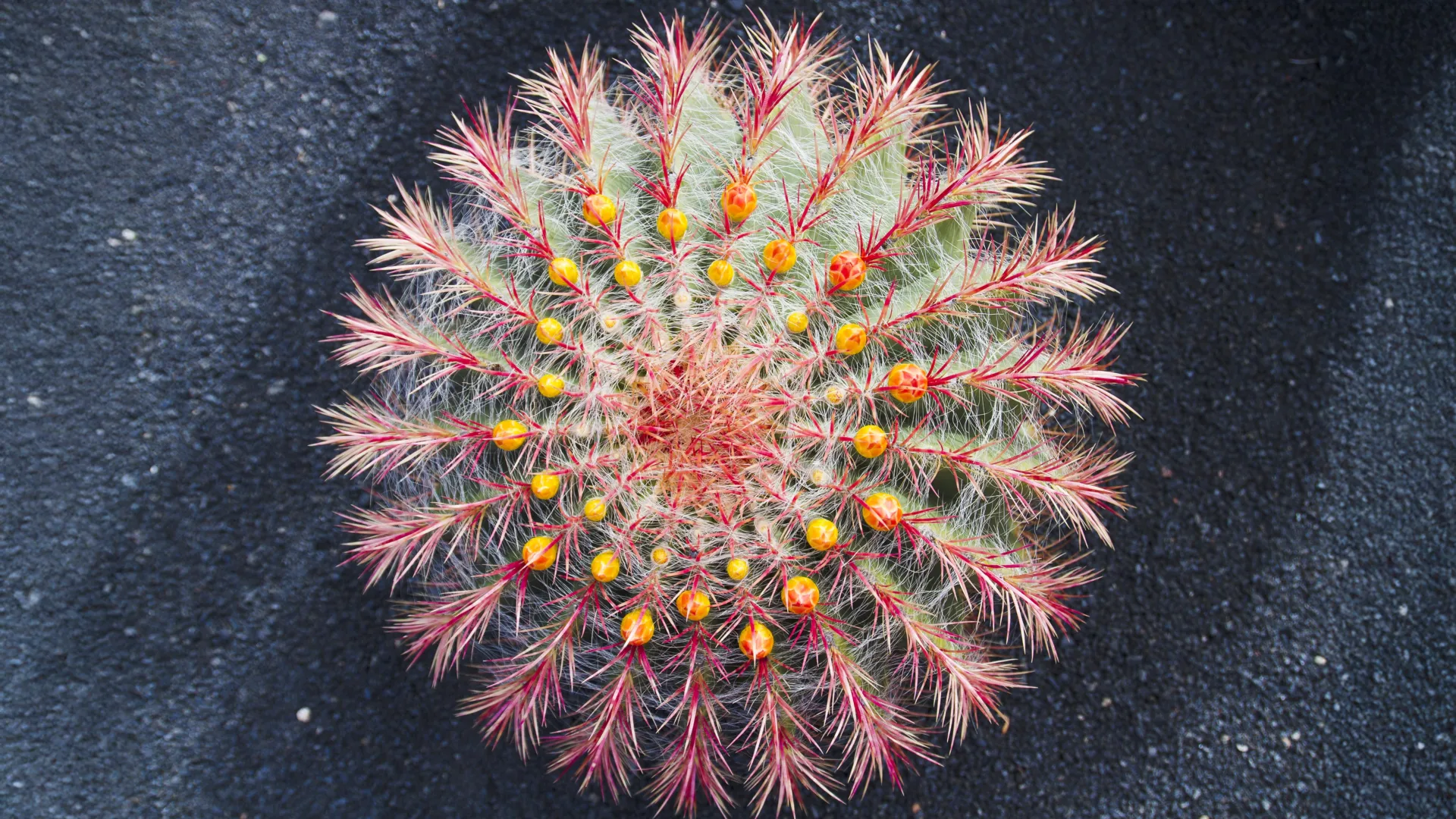 Ilustración editorial original con el título “Los cactus podrían diversificarse más rápido cuando sus flores cambian con mayor velocidad” y una composición abstracta asociada a Biología.