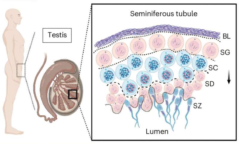 Imagen microscópica de espermatozoides humanos y de estructuras internas estudiadas para ubicar compartimentos ricos en proteasomas dentro de su núcleo.