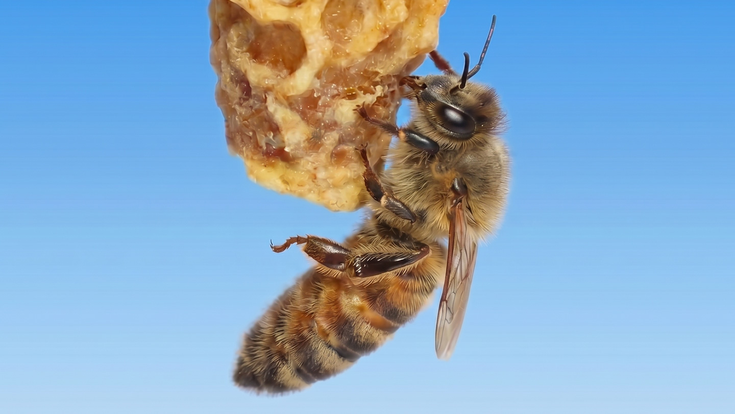 Abeja reina aferrada a la cera rugosa de una celda real en el panal