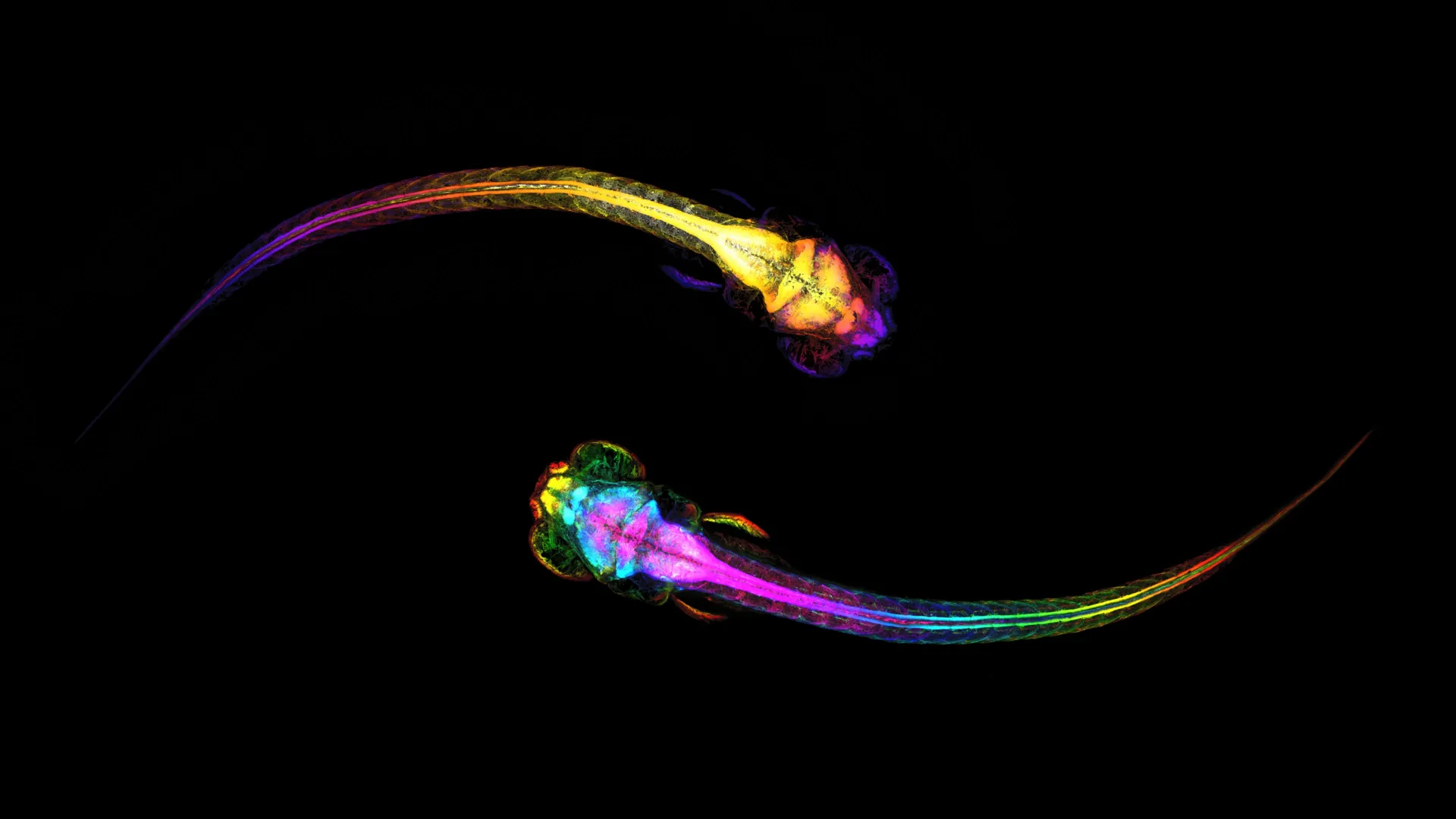Dos peces cebra usados para ilustrar un estudio sobre decisiones sociales y actividad cerebral