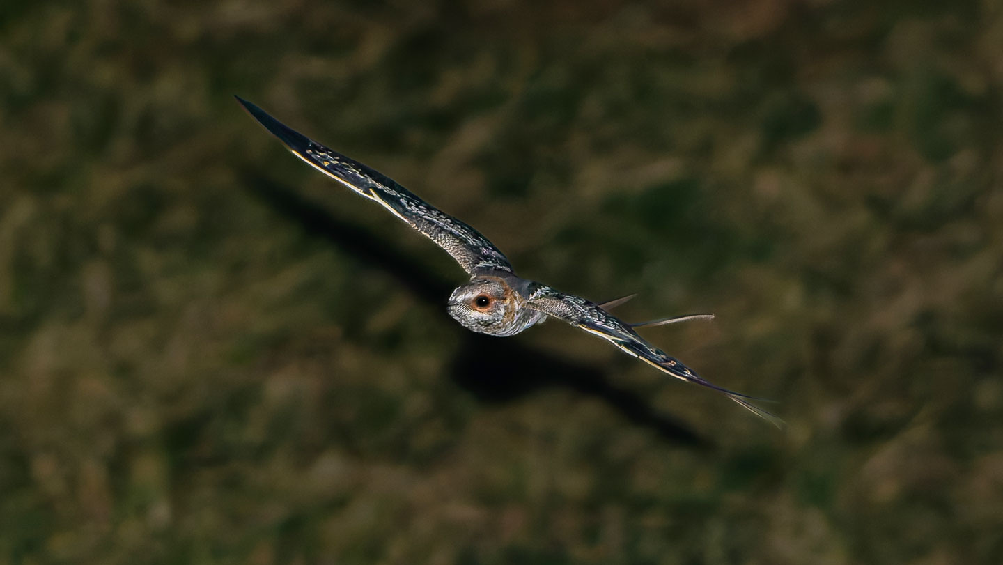 Chotacabras tijera en vuelo nocturno con las alas extendidas durante una exhibición de cortejo