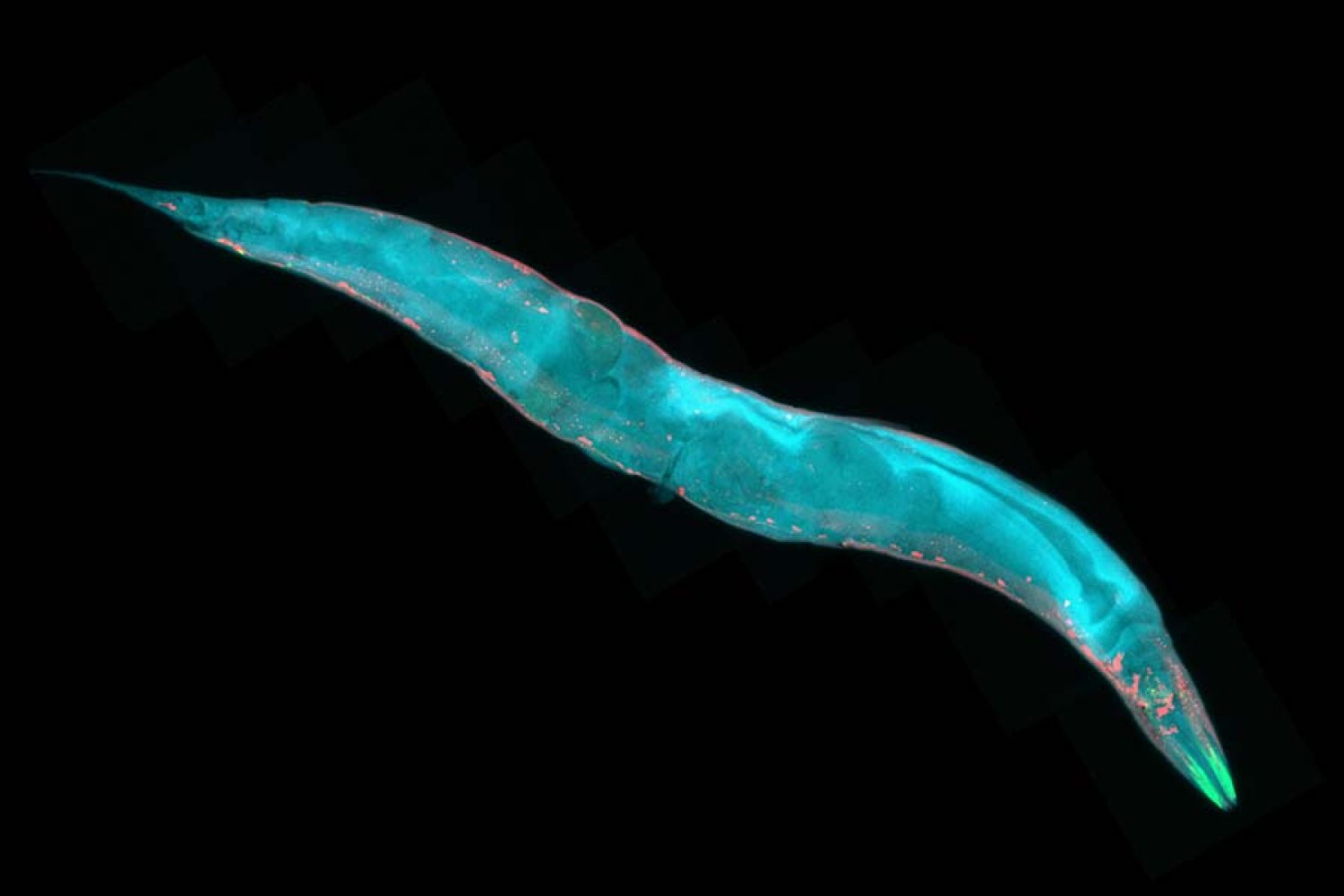 Micrografía fluorescente de un gusano C. elegans usada para ilustrar un estudio sobre cómo la cohesina influye en el desarrollo de ciertas neuronas.