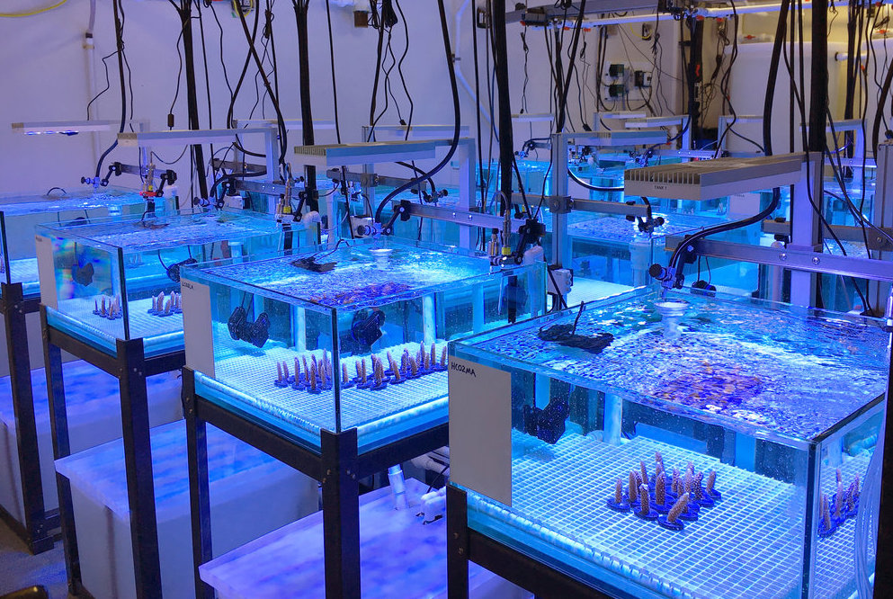 Investigadoras observan fragmentos de coral en un tanque del Laboratorio Experimental de Arrecifes.