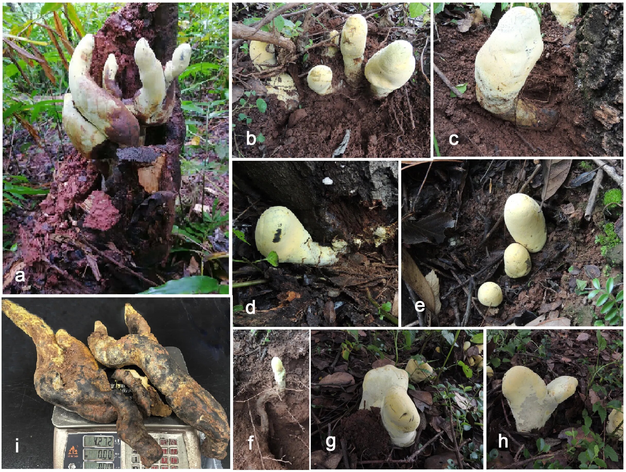 Estructuras reproductivas altas y blanquecinas de Dianjunus rex entre la vegetación de un bosque de Yunnan.