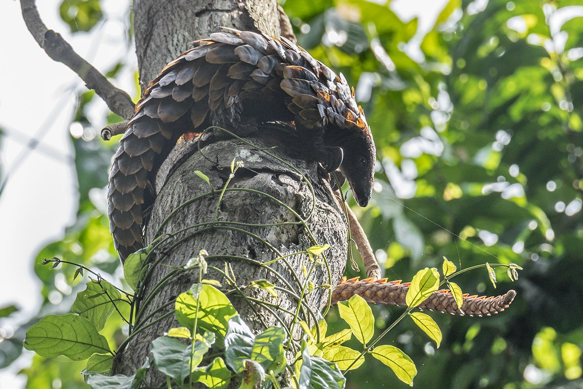 Fotografía de un pangolín africano, especie emblemática del comercio de fauna silvestre.