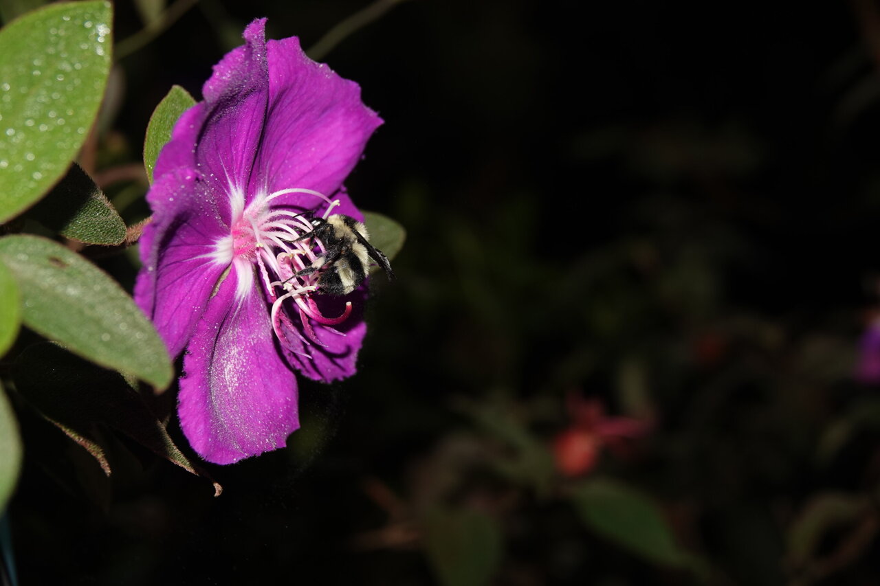 Figura comparativa de flores con poros de antera en forma de cuchara y sin esa estructura, mostrando distintas formas de expulsar el polen.