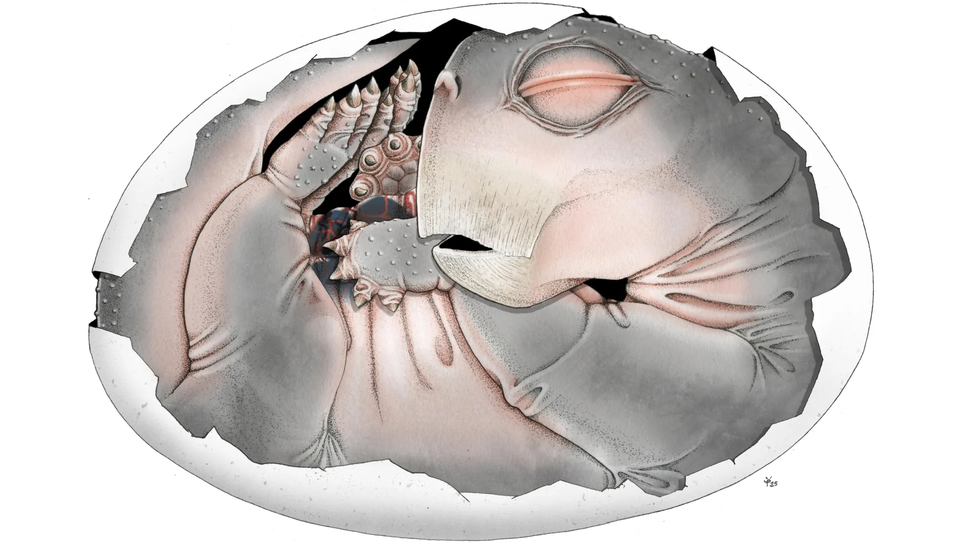 Reconstrucción artística de un embrión de Lystrosaurus curvado dentro de un huevo fósil parcialmente preservado.