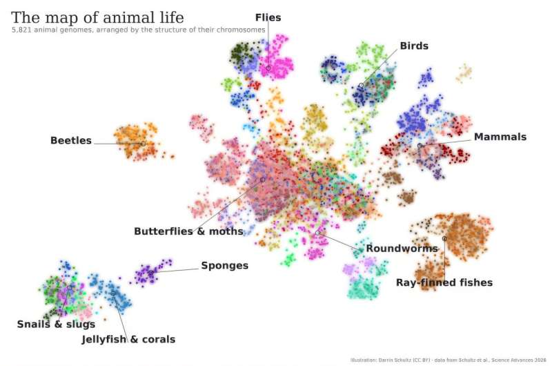 Visualización de datos usada para representar comparaciones entre genomas animales de miles de especies en un estudio sobre evolución cromosómica.