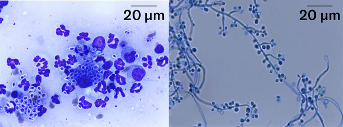 Dos gatos callejeros en contacto cercano, una vía de transmisión relevante para la esporotricosis felina