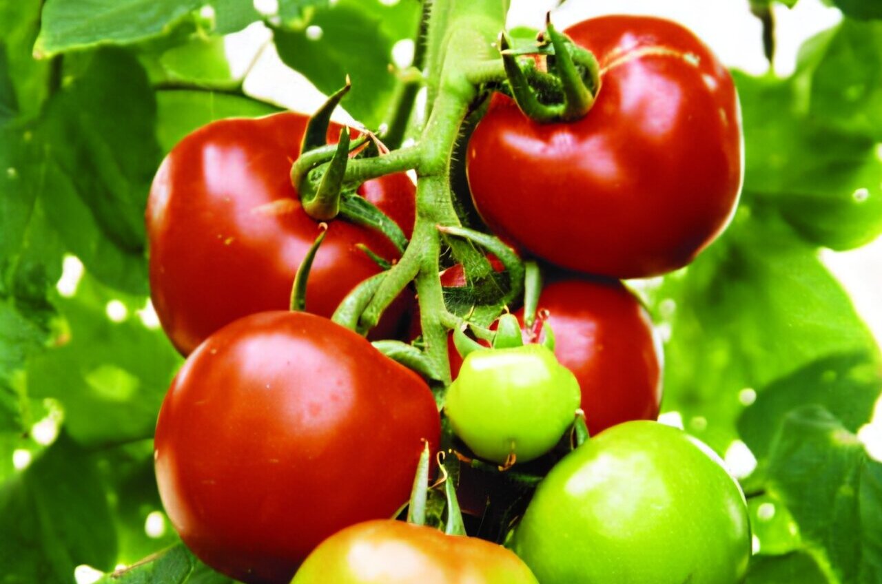 Plantas de tomate en cultivo, relevantes para estudiar cómo regulan el uso de agua durante el día.