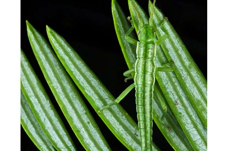 Insecto palo del género Timema sobre una rama, usado para ilustrar el estudio sobre evolución de sistemas genéticos en linajes asexuales.