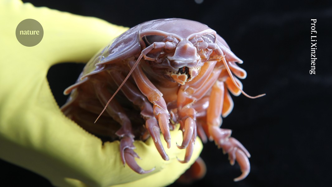 Isópodo gigante de aguas profundas sostenido con guantes durante una campaña de muestreo oceanográfico