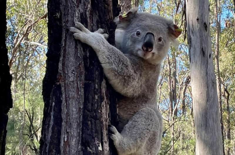 Un koala sobre una rama, imagen usada para ilustrar el estudio sobre su historia poblacional