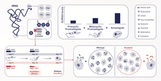 Esquema científico sobre cómo una modificación del tRNA influye en la infectividad de Leishmania