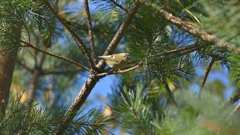 Bosque boreal en Finlandia con aves