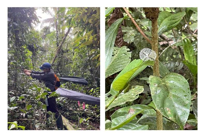 Investigadores observan telas de araña en un bosque andino ecuatoriano para evaluar cómo resisten la lluvia.