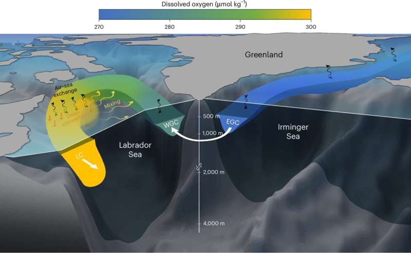 Esquema del Atlántico Norte subpolar que ilustra corrientes y zonas de mezcla profunda vinculadas al transporte de oxígeno desde el mar de Labrador hacia aguas profundas.