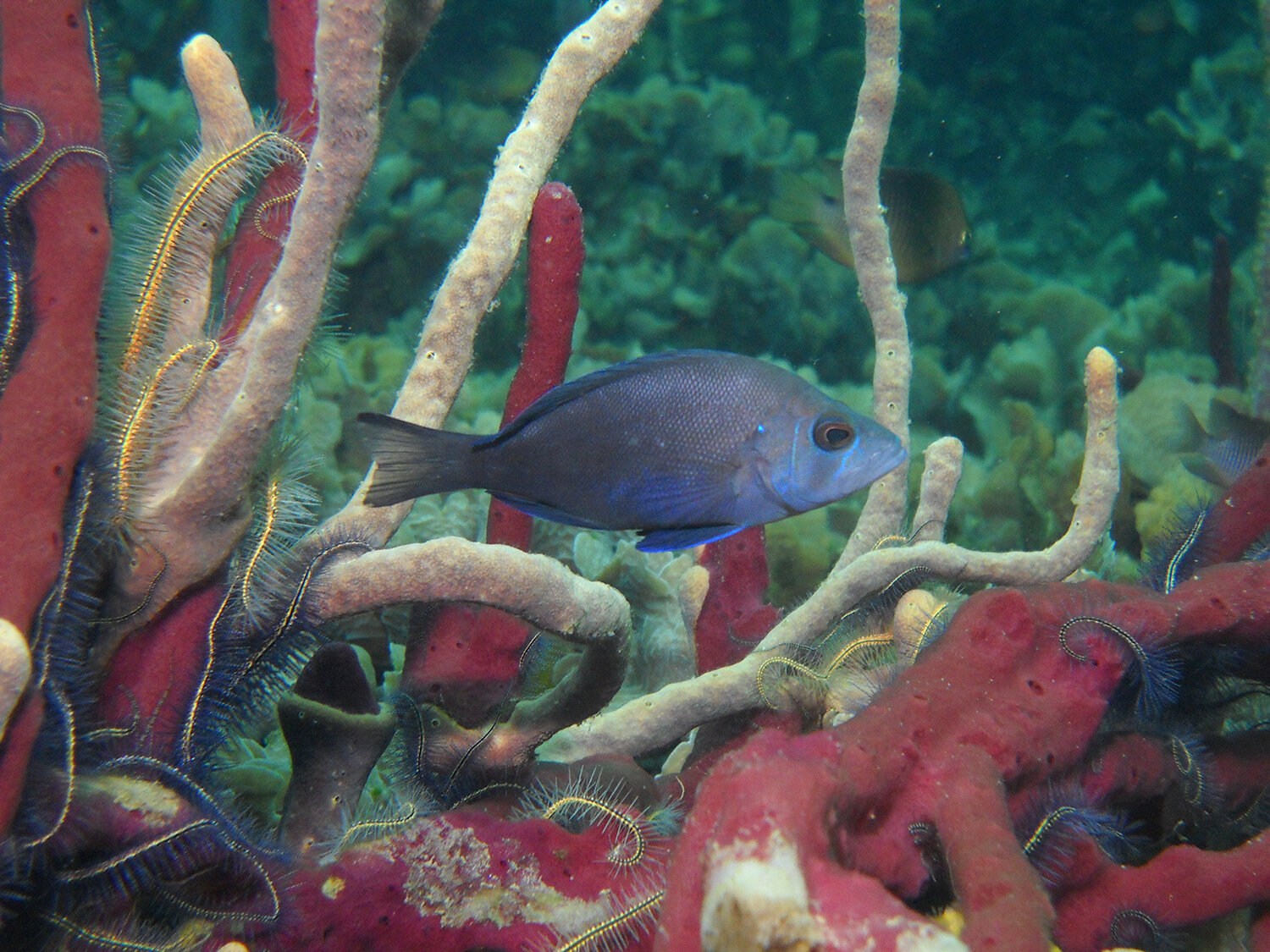 Pez de arrecife azul entre esponjas y otros organismos marinos.