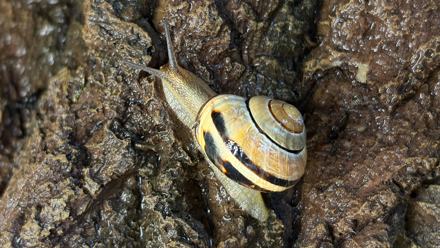 Caracol terrestre de la especie Cepaea nemoralis sobre una superficie húmeda, usado para ilustrar un estudio sobre cómo cambia la composición de su mucus.