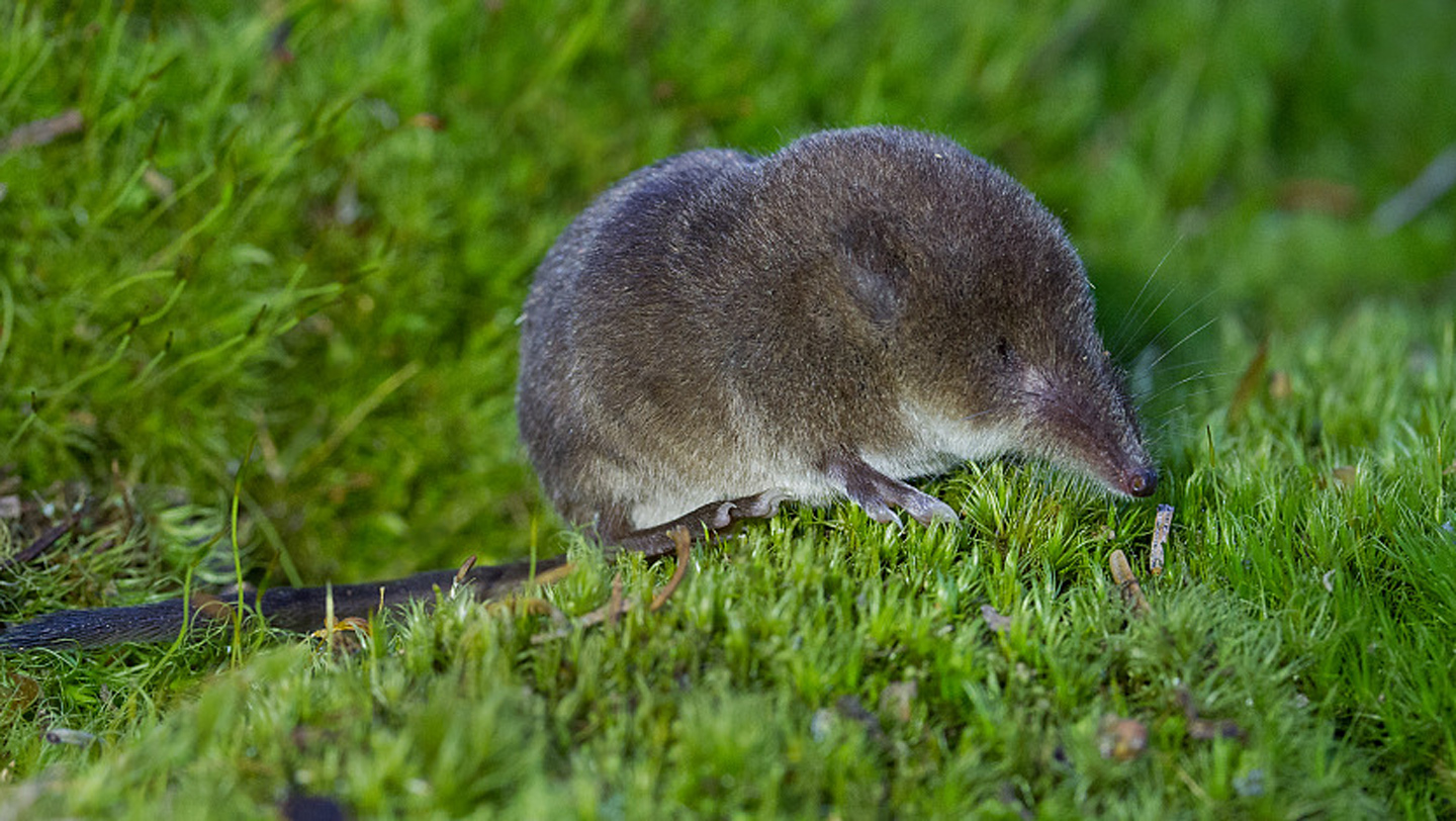 Musaraña pequeña sobre hierba verde, imagen usada por la nota fuente para ilustrar a un pariente cercano de la especie estudiada