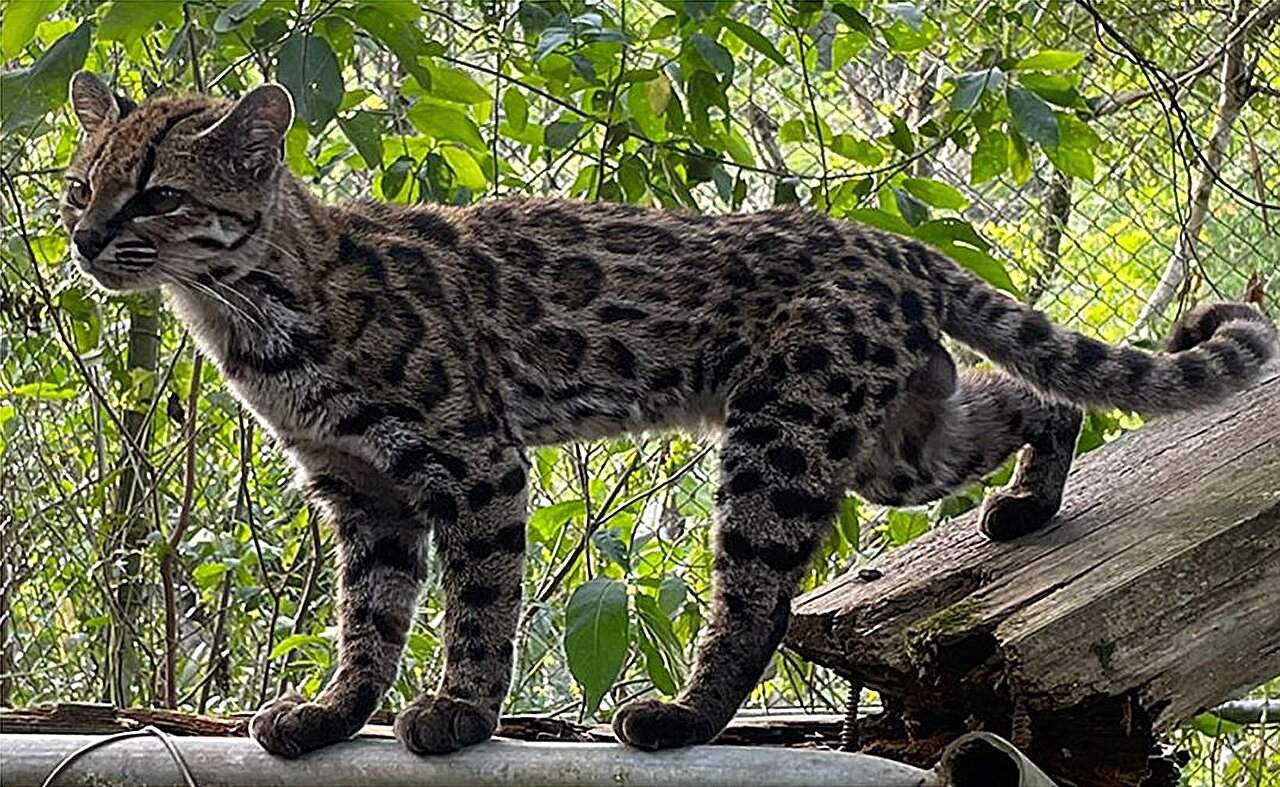 Ejemplar de *Leopardus tilcayo*, un pequeño felino de pelaje marrón claro y manchas oscuras, fotografiado en Bolivia