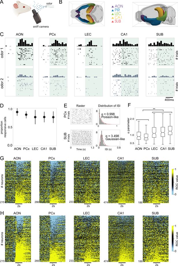 Figura del estudio sobre actividad neuronal en la vía olfatoria y áreas del hipocampo