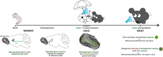 Esquema del estudio con ratones y circuitos cerebrales implicados en la formación y persistencia de recuerdos olfativos tempranos.