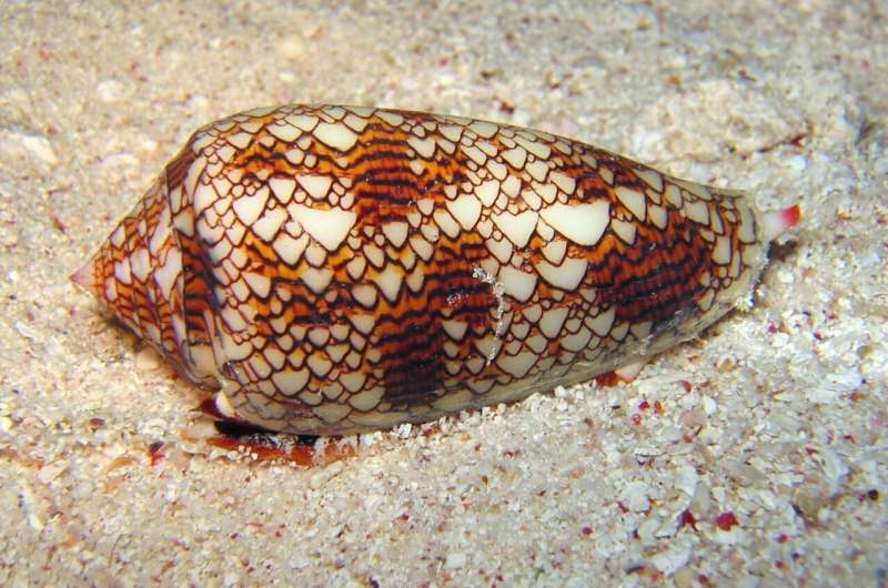 Esquema del transportador de noradrenalina y un péptido derivado de veneno de caracol cono asociado a investigación sobre dolor