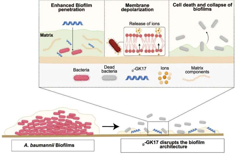 Esquema del péptido D-GK17 penetrando un biofilm bacteriano, alterando la membrana celular y desarmando la matriz que protege a los microorganismos.