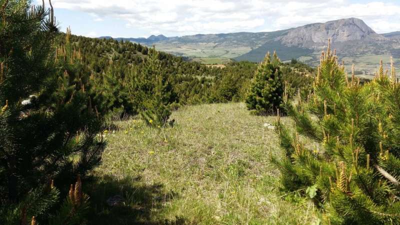 Pinos en un paisaje de Coyhaique, en el sur de Chile, donde se estudiaron coníferas y su respuesta a la sequía.