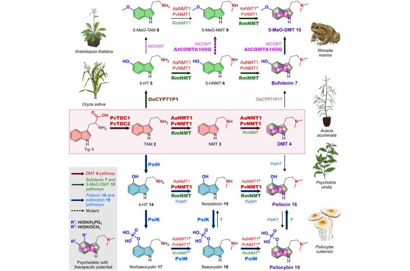 Esquema del experimento que muestra una planta de laboratorio modificada para producir cinco compuestos psicodélicos distintos