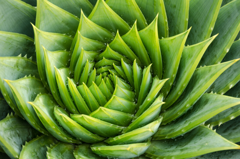 Plantas de tabaco y lechuga asociadas a la investigación sobre producción de mioglobina en cloroplastos.
