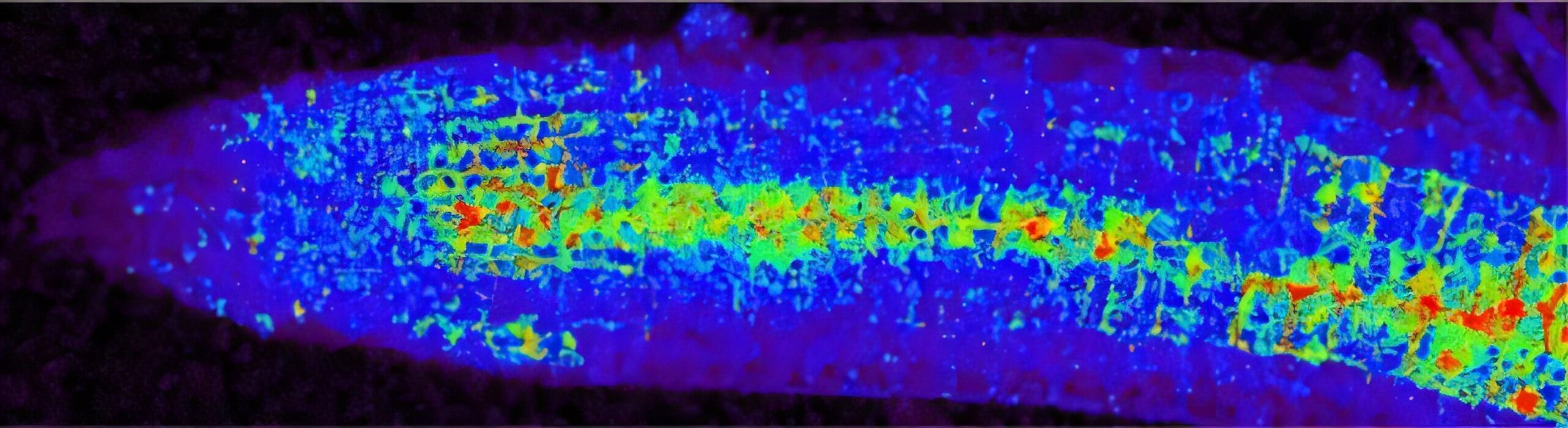 Raíz de Arabidopsis con una escala de colores que muestra distintas concentraciones de glucosa alrededor de una zona lesionada.