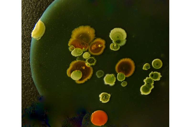 Colonias bacterianas en expansión vistas desde arriba sobre una superficie de cultivo.