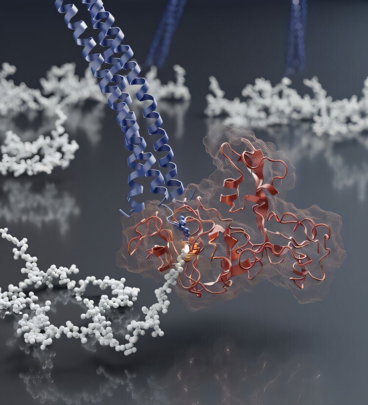 Ilustración del sistema que une la membrana externa con la pared celular en Pseudomonas aeruginosa, con la proteína PA2854 destacada en rojo.